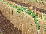 稲わらと土に囲まれる雪菜