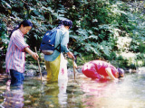 天然岩魚のつかみどり